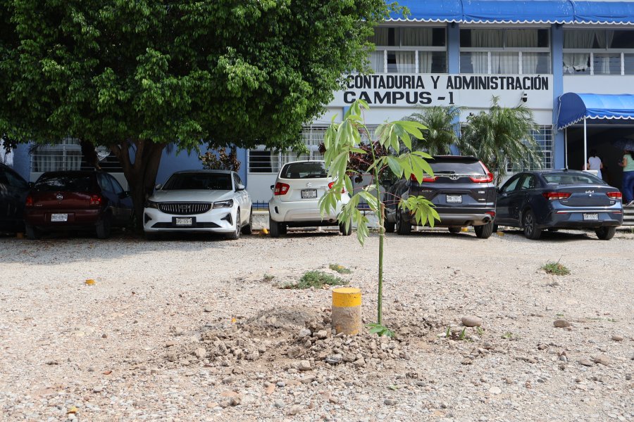 Ceiba
